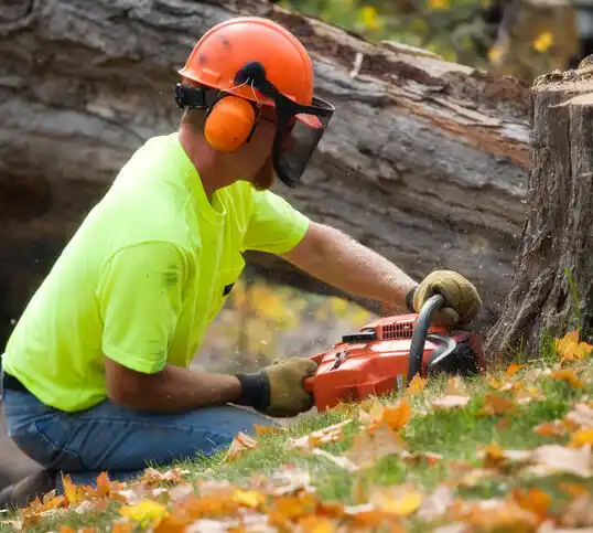 tree services Long Beach